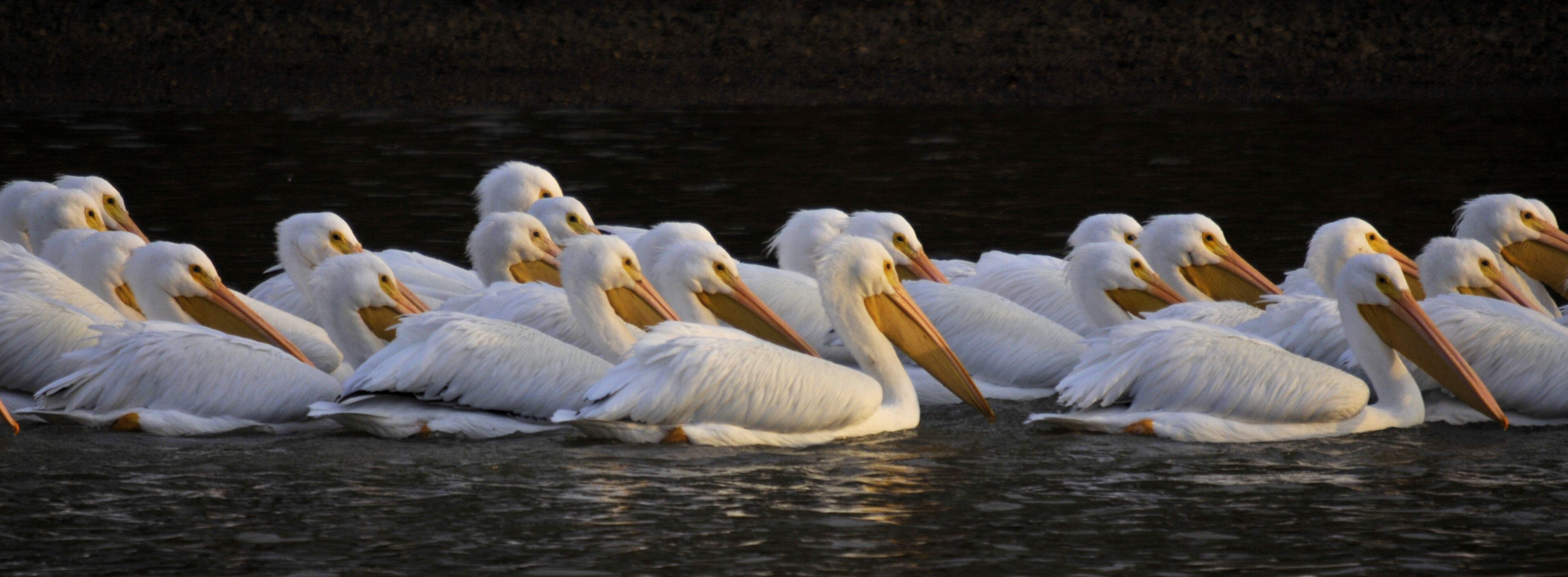 A group of white pelicans with orange beaks and feet floating on water.