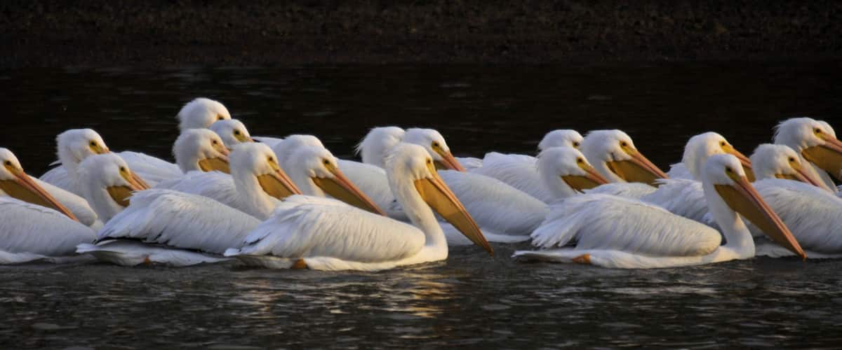 A group of white pelicans with orange beaks and feet floating on water.