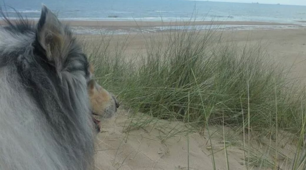 Nice beach in the Aberdeenshire area where you can take a walk with your dog.
#beach