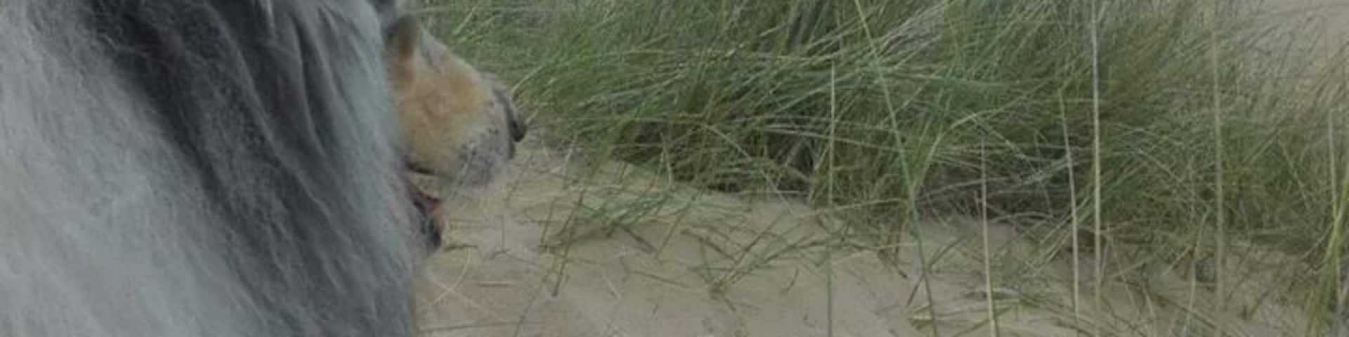 Nice beach in the Aberdeenshire area where you can take a walk with your dog.
#beach