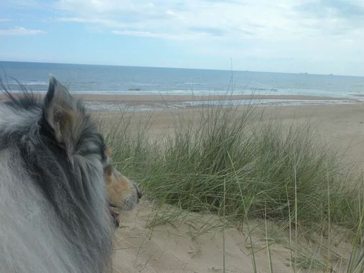 A horse near a beach with grass and the ocean in the background.