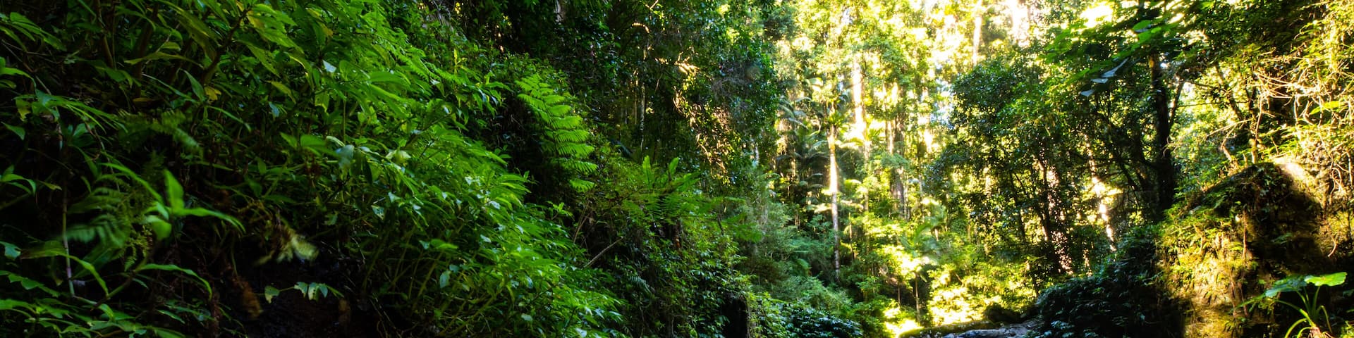 Stunning powerful waterfall spotted while hiking the Canungra Creek Circuit trail, Lamington (O'Reilly's) National Park, Gold Coast, Queensland, Australia