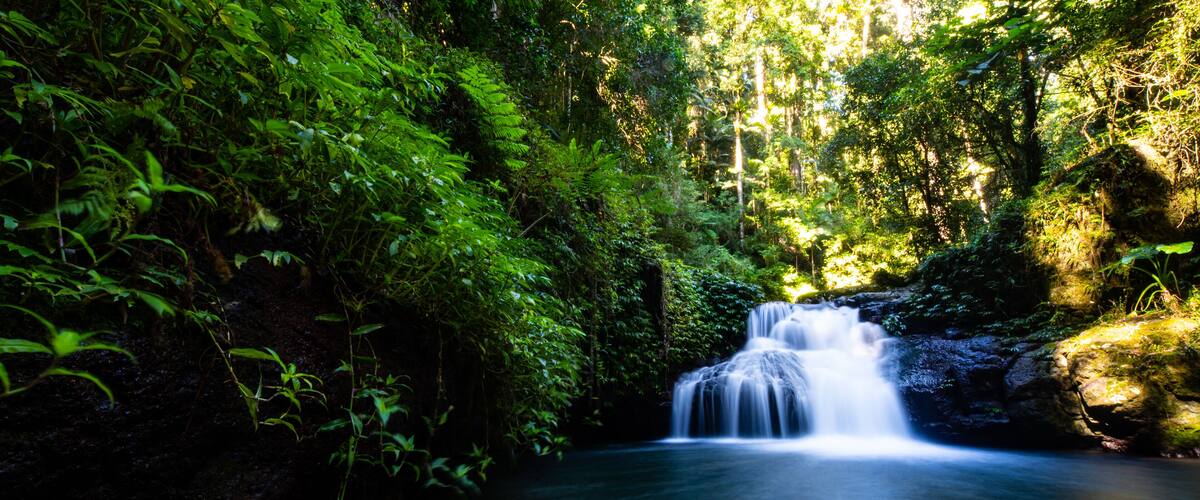 A waterfall surrounded by dense green foliage in a forested area.