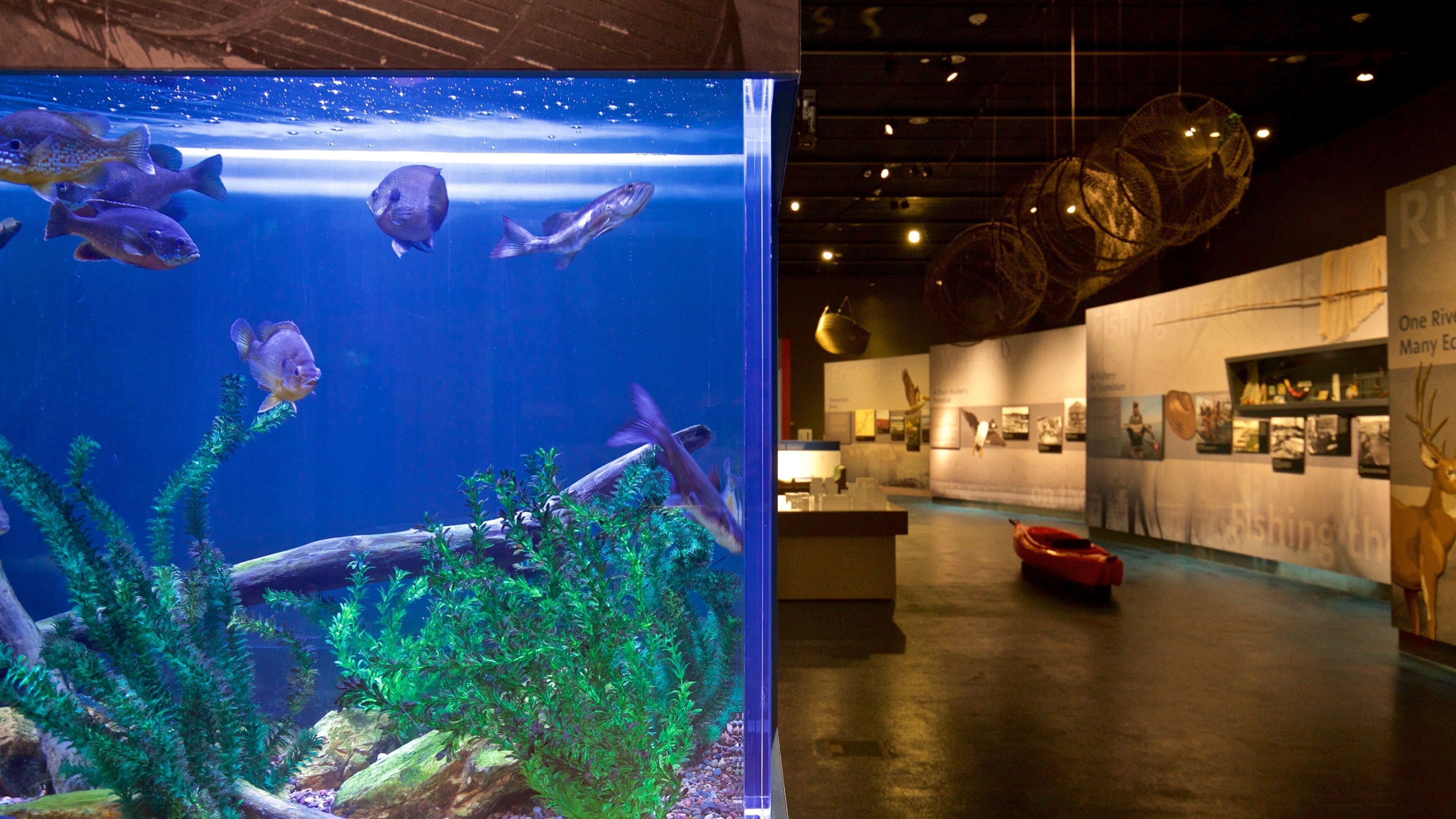 Peoria Riverfront Museum showing interior views and marine life