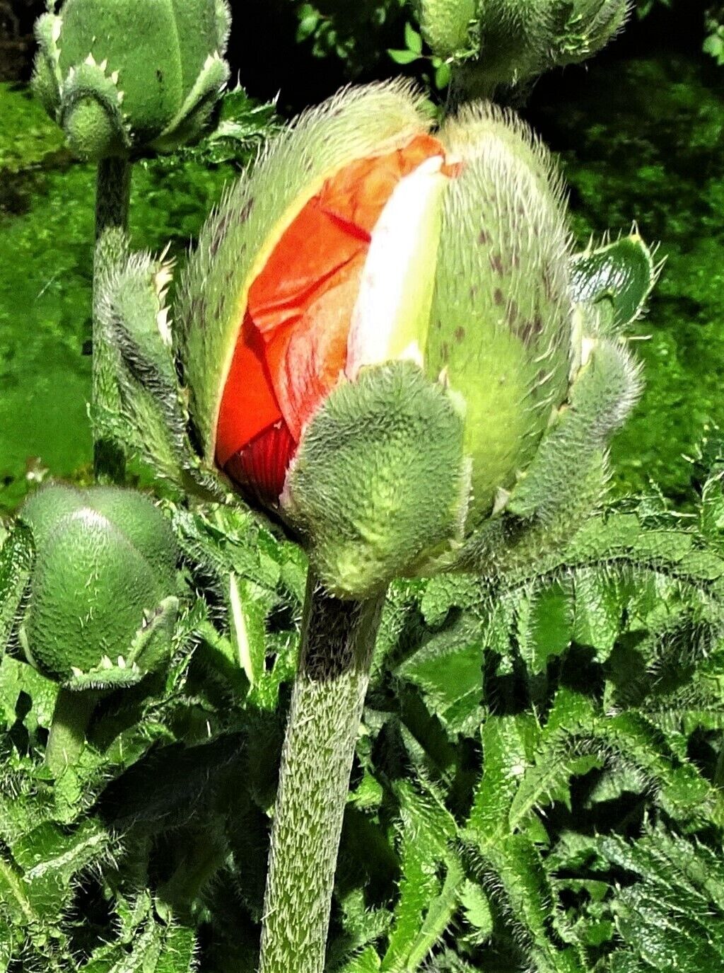 Birth of a poppy flower. Photo taken during a walk along the Veules river.  #Nature