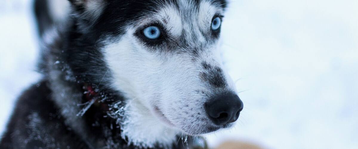 A close-up of a husky with striking blue eyes and a snowy background.