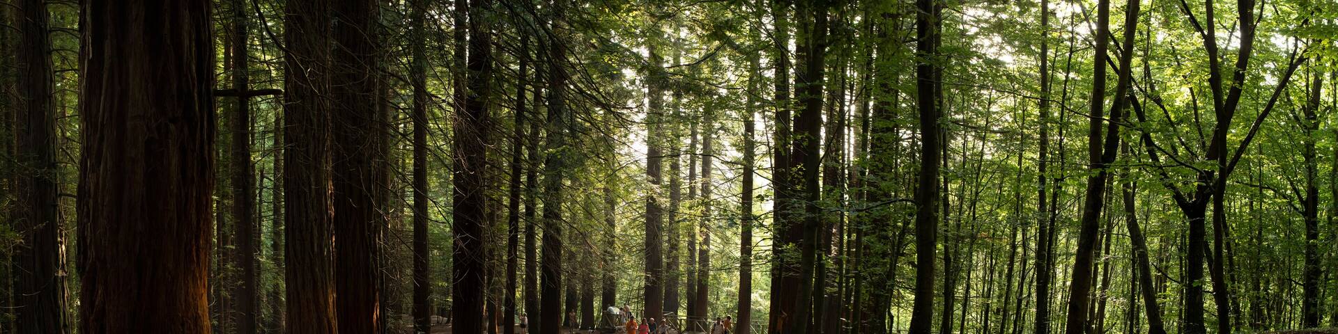 Natural Monument of the Redwoods of Monte Cabezon, Cabezon de la Sal, Cantabria