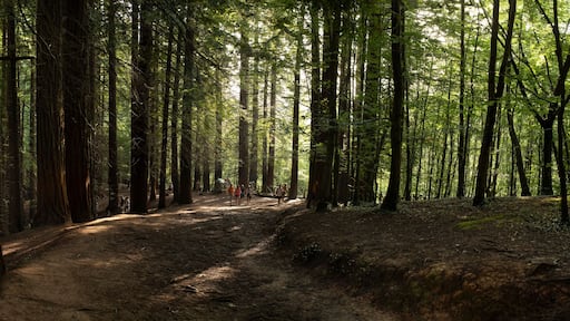 Natural Monument of the Redwoods of Monte Cabezon, Cabezon de la Sal, Cantabria