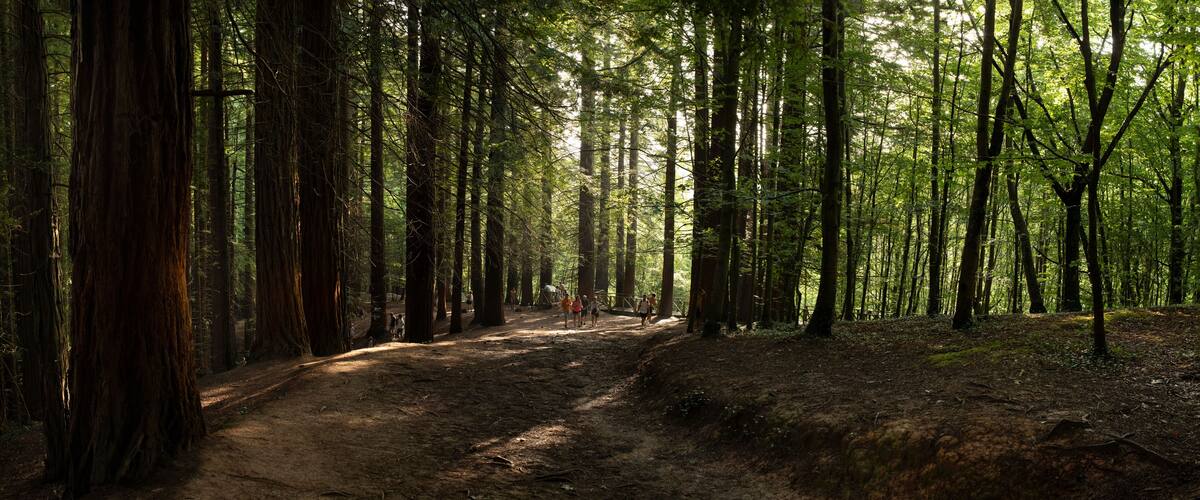 A forest trail with tall trees and sunlight filtering through.