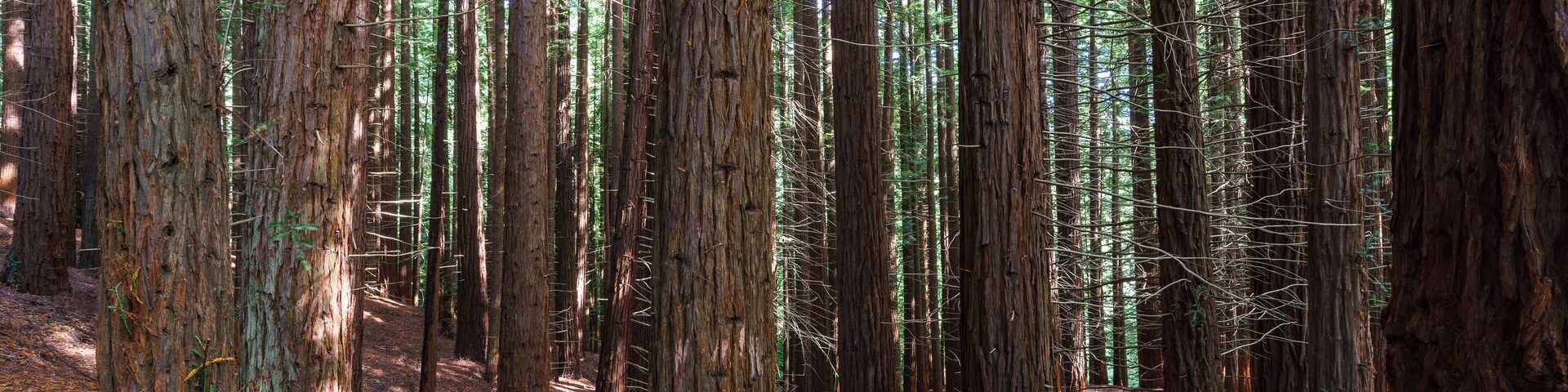 A dense forest with tall, straight trees and a forest floor covered in pine needles.