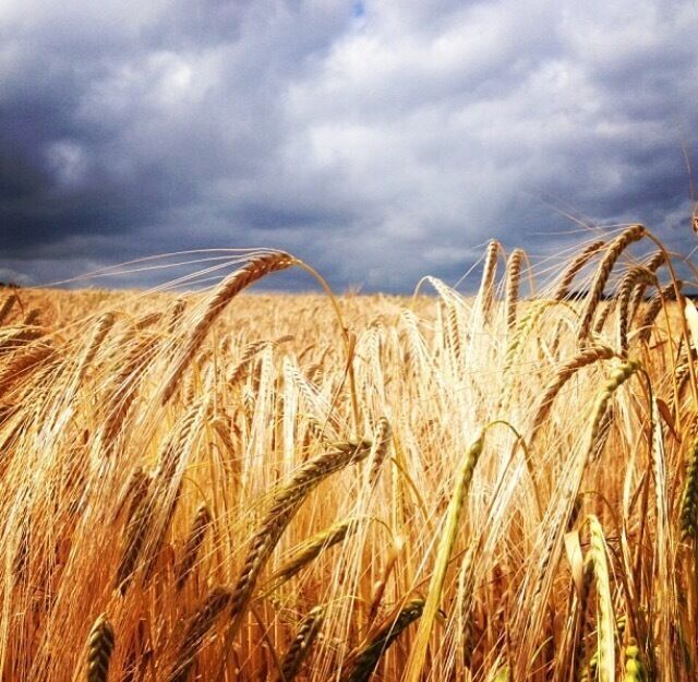 A field of golden wheat under a cloudy sky.
