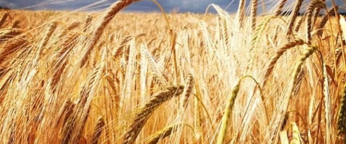 A field of golden wheat under a cloudy sky.