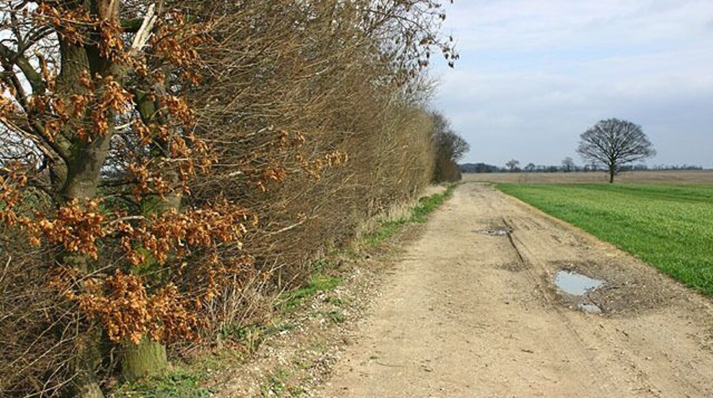Track near the Carr, Snaith and Cowick, East Riding of Yorkshire, England. An old track between Pollington and West Cowick.