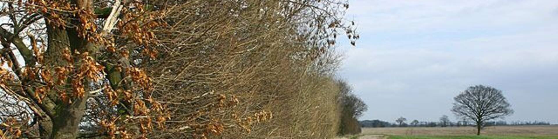 Track near the Carr, Snaith and Cowick, East Riding of Yorkshire, England. An old track between Pollington and West Cowick.