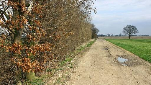 Track near the Carr, Snaith and Cowick, East Riding of Yorkshire, England. An old track between Pollington and West Cowick.