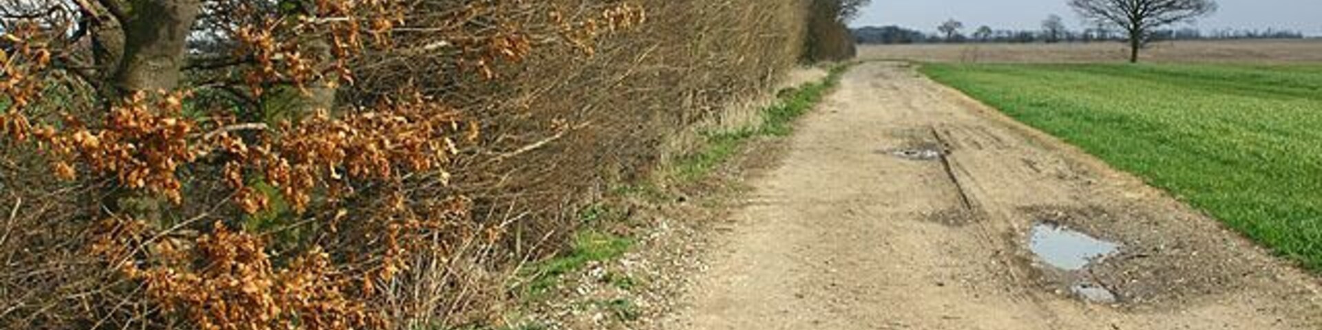 Track near the Carr, Snaith and Cowick, East Riding of Yorkshire, England. An old track between Pollington and West Cowick.