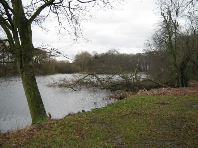 Dead in the water Tree has collapsed into the pond