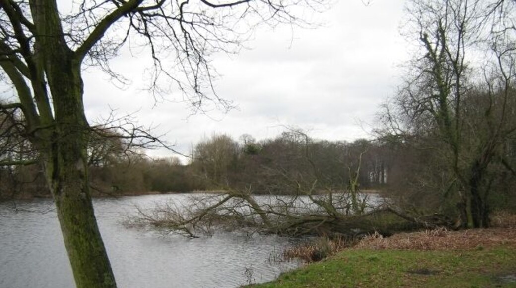 Dead in the water Tree has collapsed into the pond