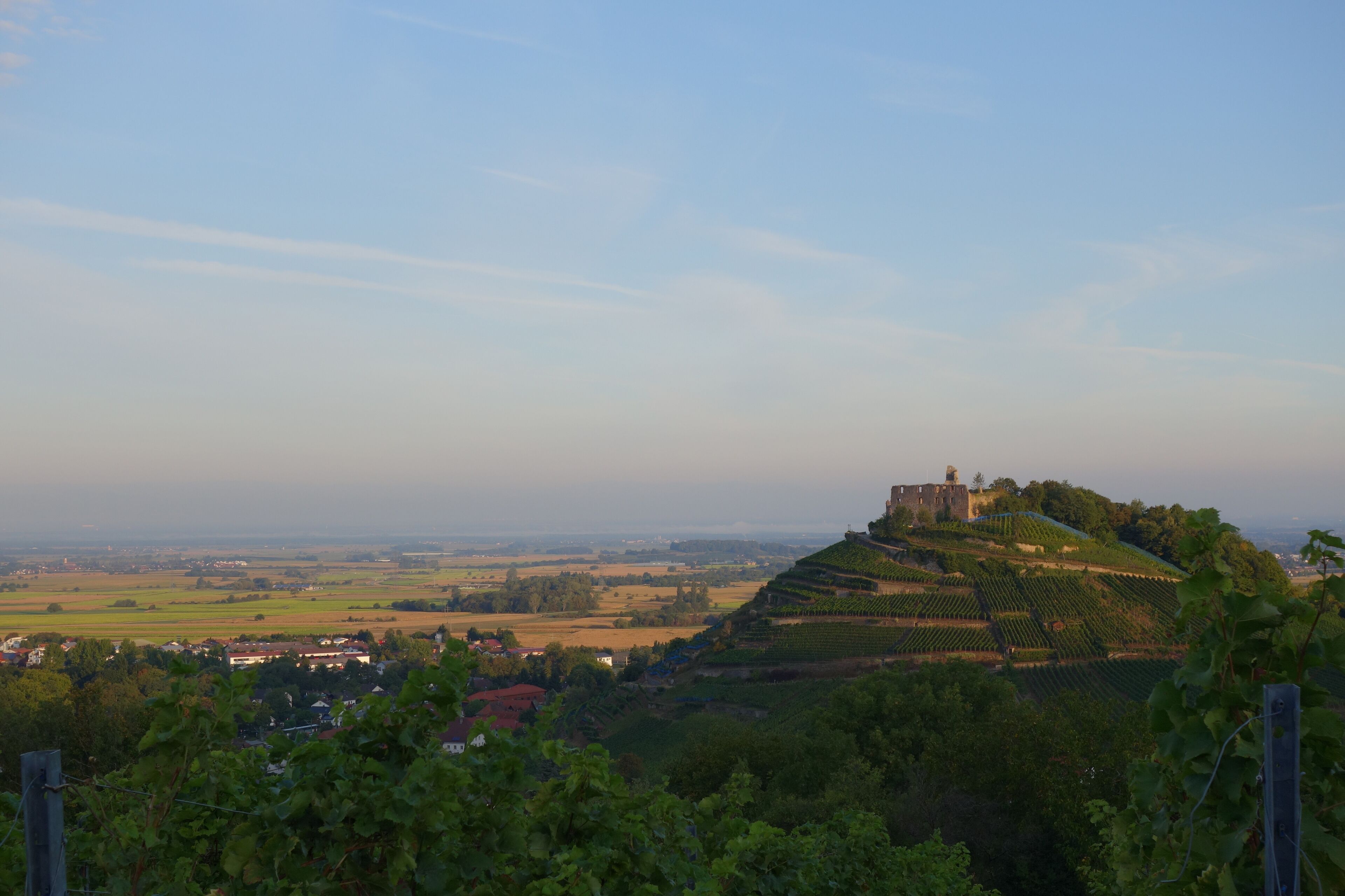 A vineyard on a hill with a castle on top, surrounded by fields and a town in the valley.