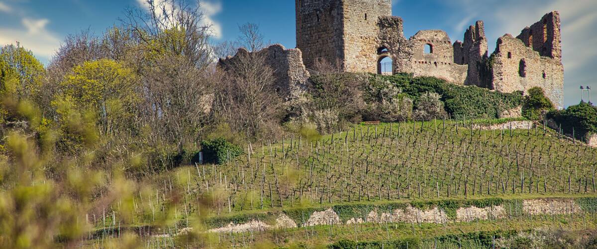 A historic stone castle with ruins, surrounded by trees and vineyards.