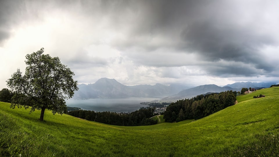 A lush green hillside with a prominent tree, distant mountains, and a small settlement.