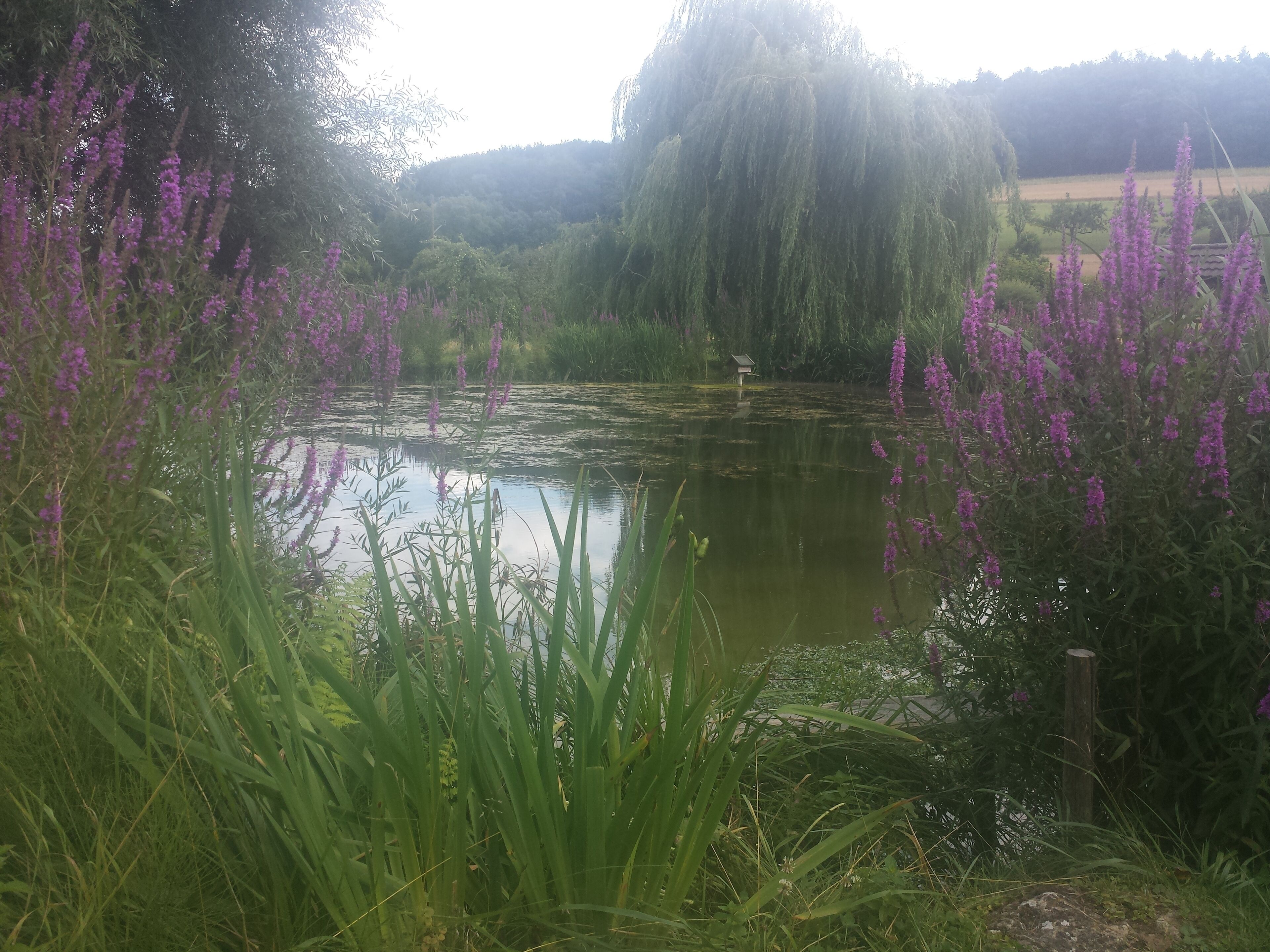 See in Dienstadt am Wiesengrund.