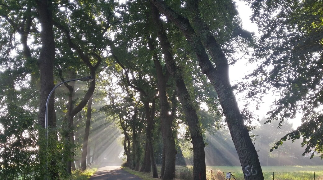 HDR image from the alley Meyerdamm (a natural monument with id ND VER 00096)