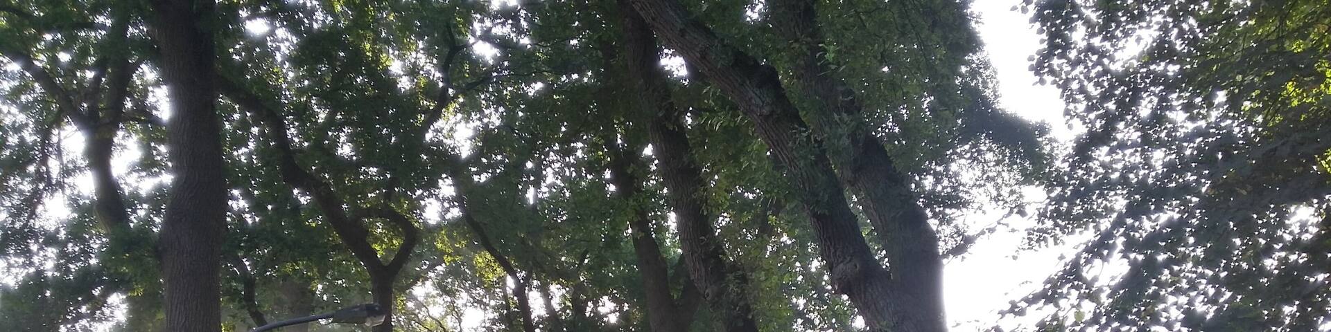 HDR image from the alley Meyerdamm (a natural monument with id ND VER 00096)