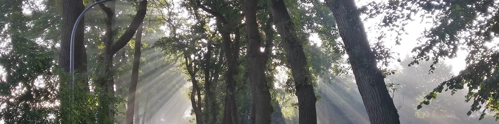 HDR image from the alley Meyerdamm (a natural monument with id ND VER 00096)