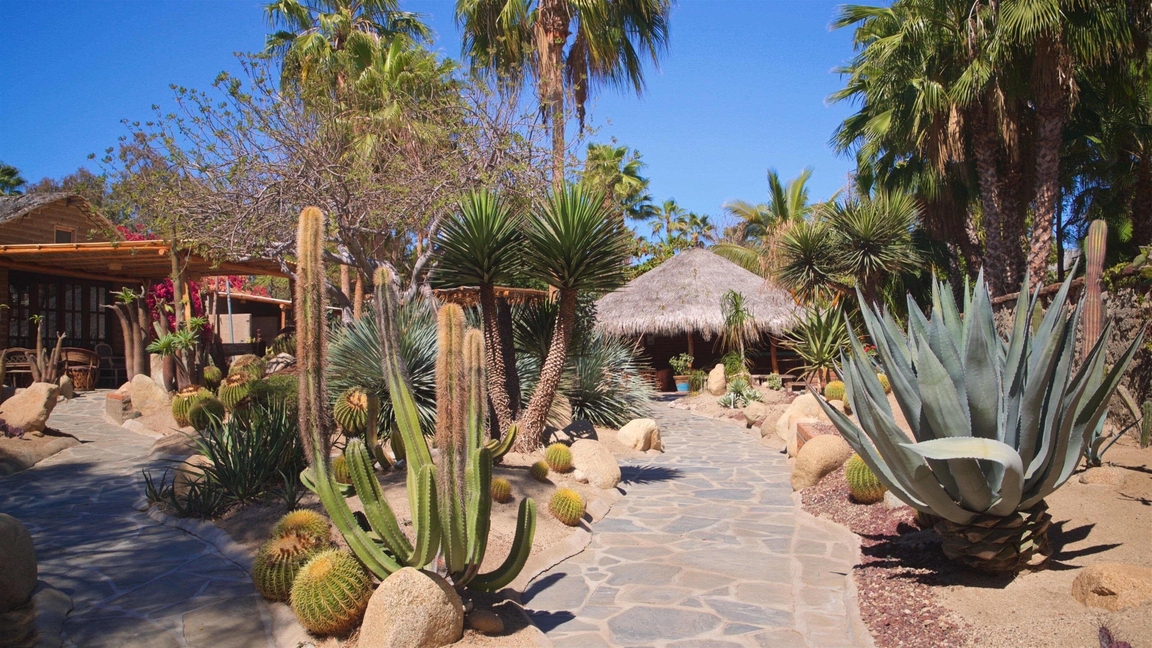 Todos Santos which includes a garden