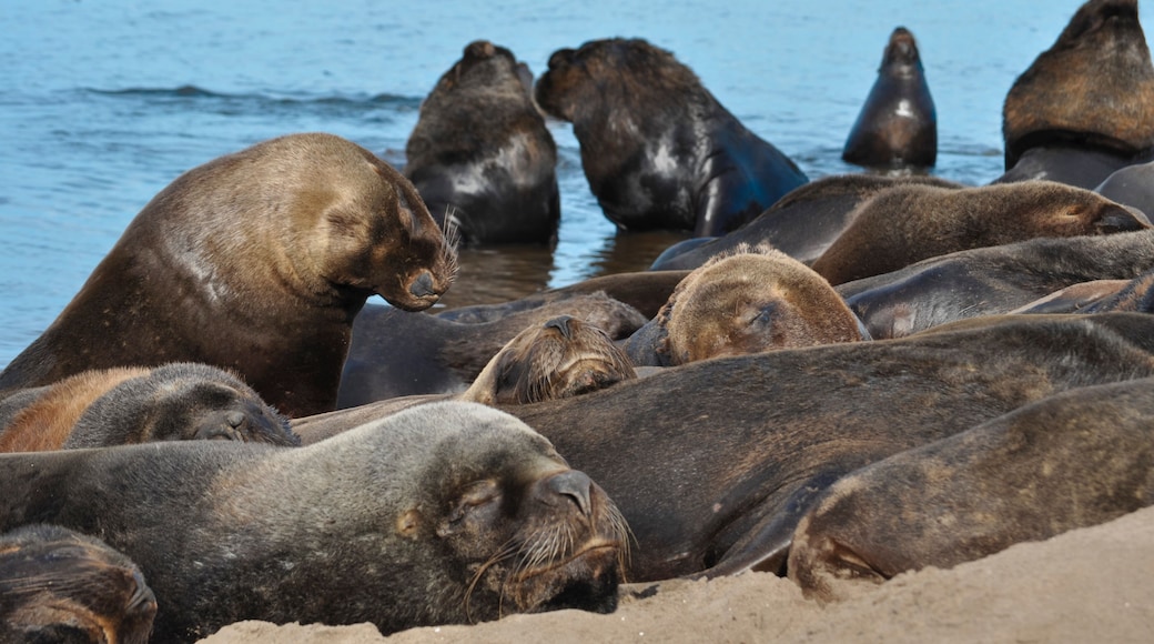 Sea lions resting at Necochea Beach in Buenos Aires, Argentina