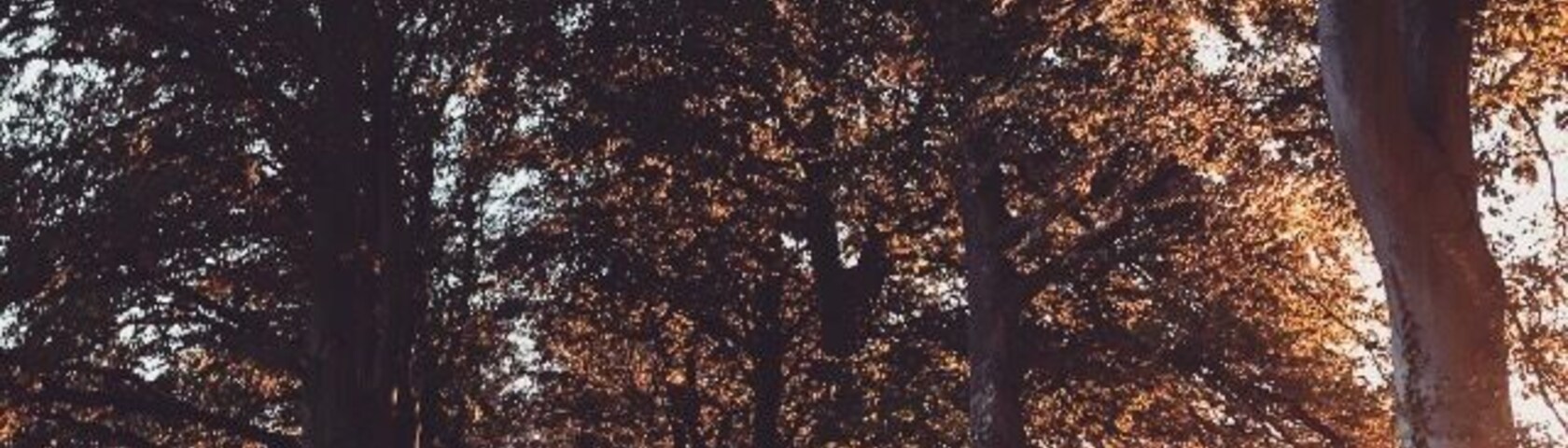 Uma trilha arborizada com árvores altas e luz do sol filtrando pelas folhas.