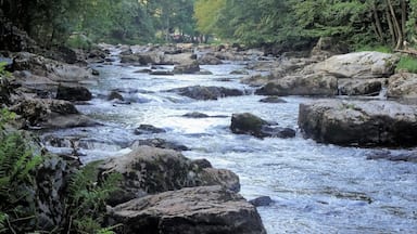 A rocky river with clear water flowing through a forested area.