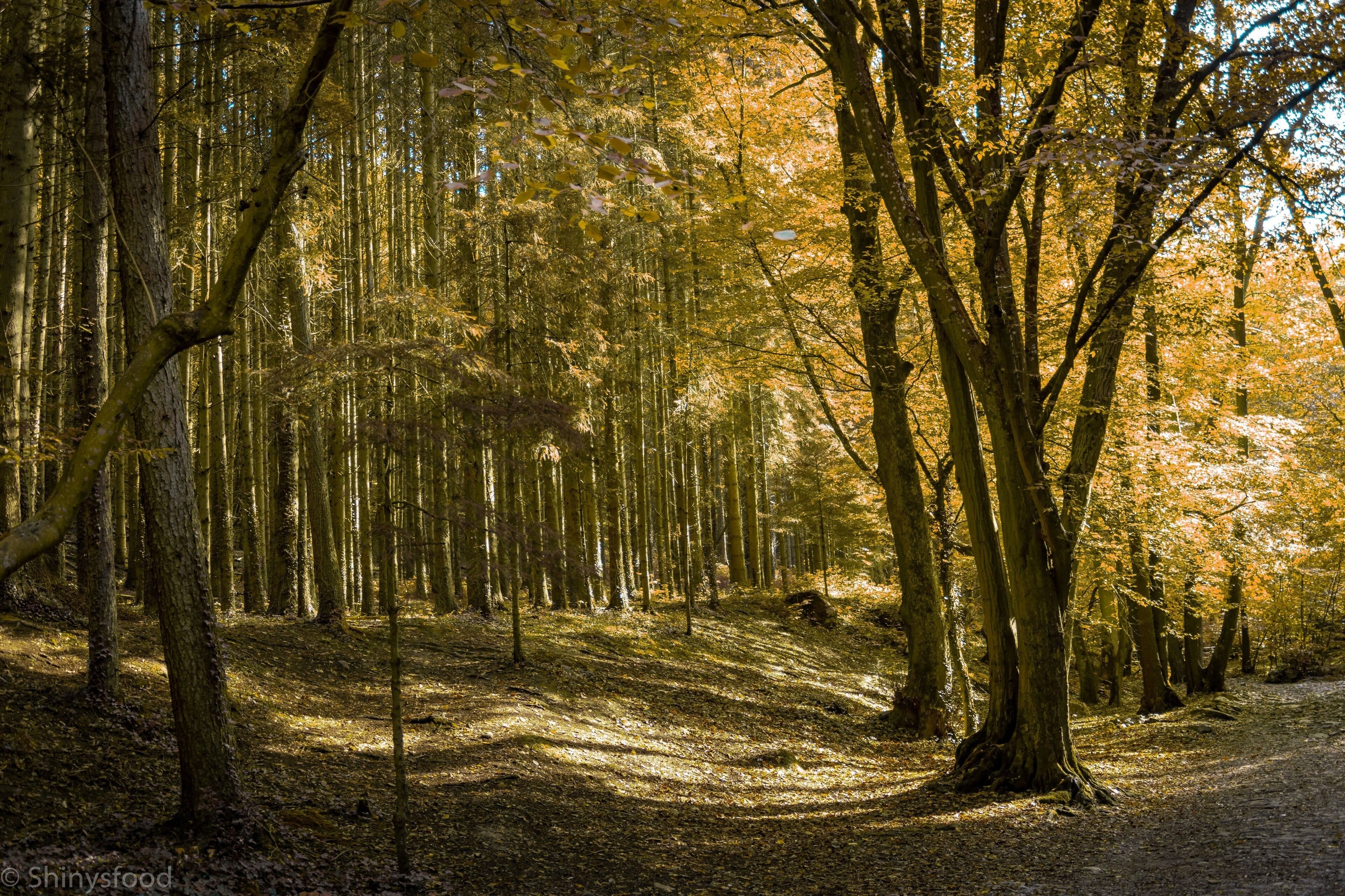 Awesome nature with a long river en small waterfall. Really nice hike area in The Ardennes in Belgium.

#nature
#nature photo contest