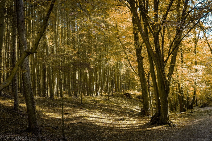 Awesome nature with a long river en small waterfall. Really nice hike area in The Ardennes in Belgium.
#nature
#nature photo contest