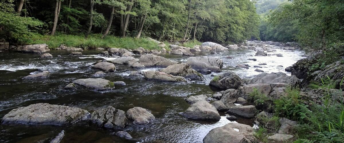 A river with large rocks and dense greenery along the banks.