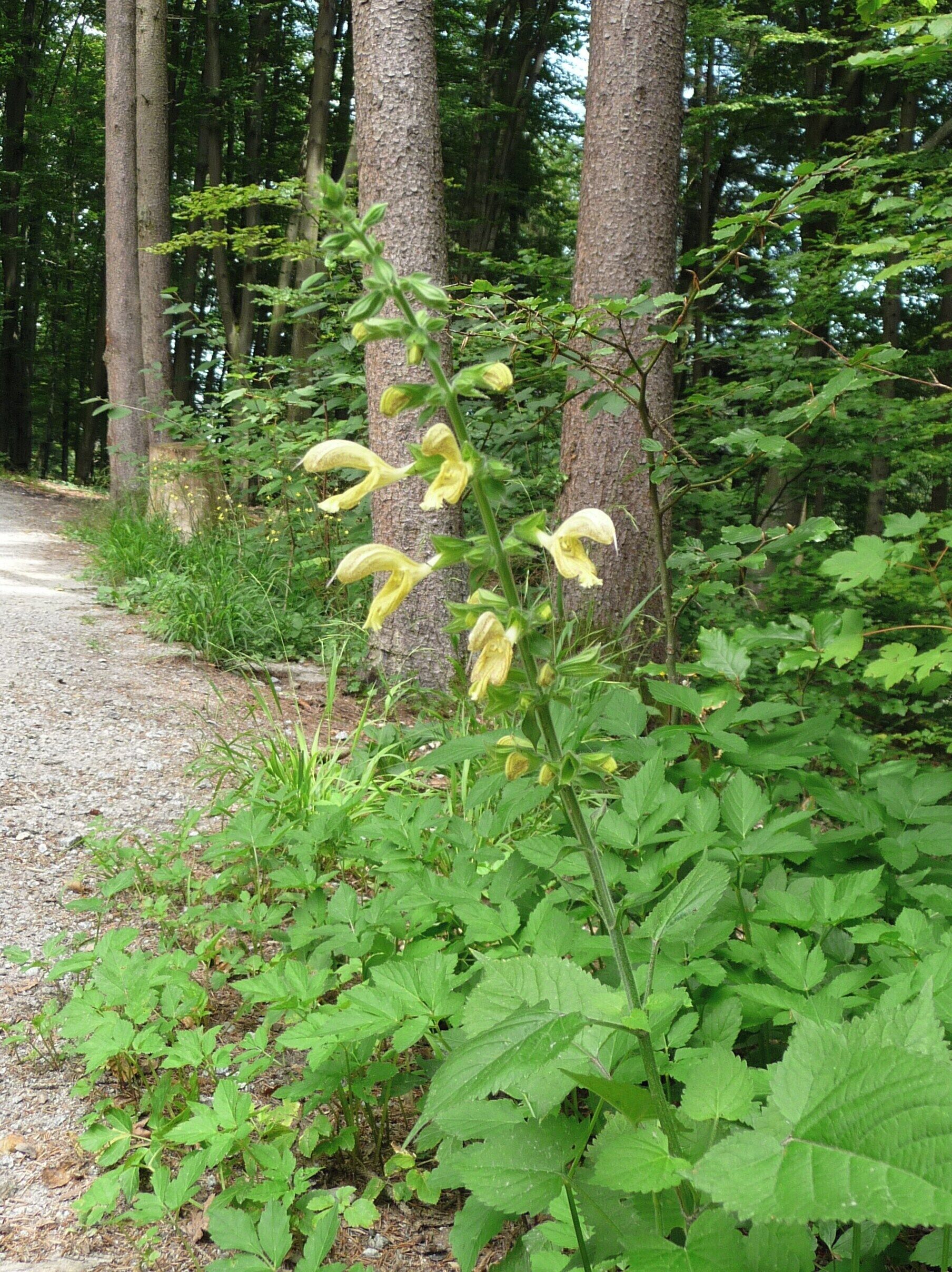 Klebriger Salbei in der Vornbacher Enge bei Vornbach an Inn