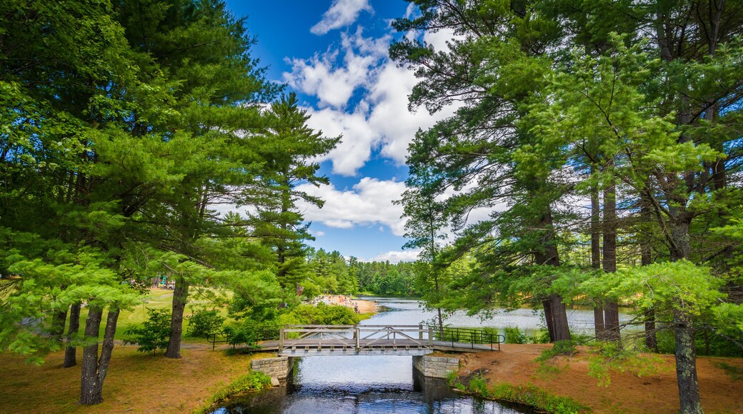 Bridge and pine trees at Bear Brook State Park, New Hampshire.