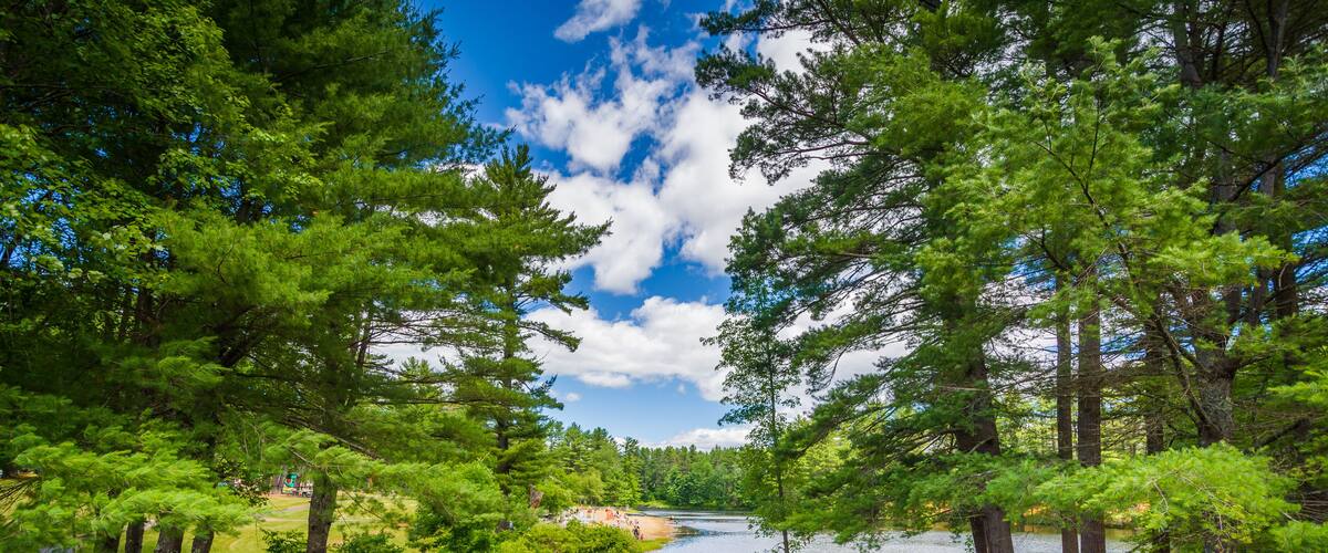 A serene river with a wooden bridge, surrounded by lush green trees and a clear blue sky.