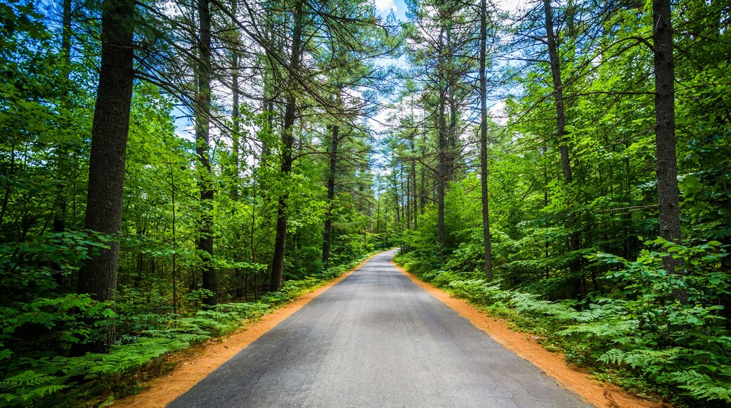 Road through a forest at Bear Brook State Park, New Hampshire.