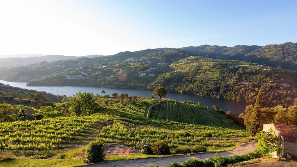 A vineyard landscape with terraced fields, a lake, and rolling hills.