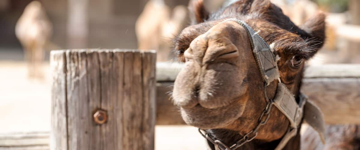 Portrait of muzzle of camel in the local famous park on the island of Cyprus. Mazotos Camel Park