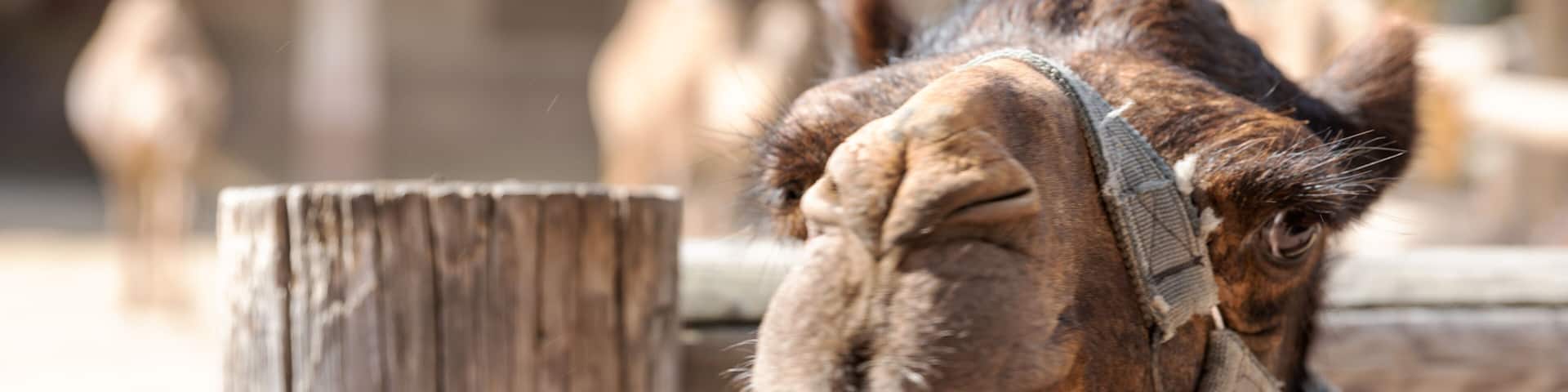 Portrait of muzzle of camel in the local famous park on the island of Cyprus. Mazotos Camel Park