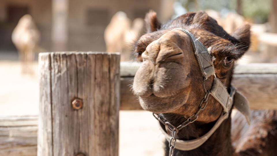 Portrait of muzzle of camel in the local famous park on the island of Cyprus. Mazotos Camel Park