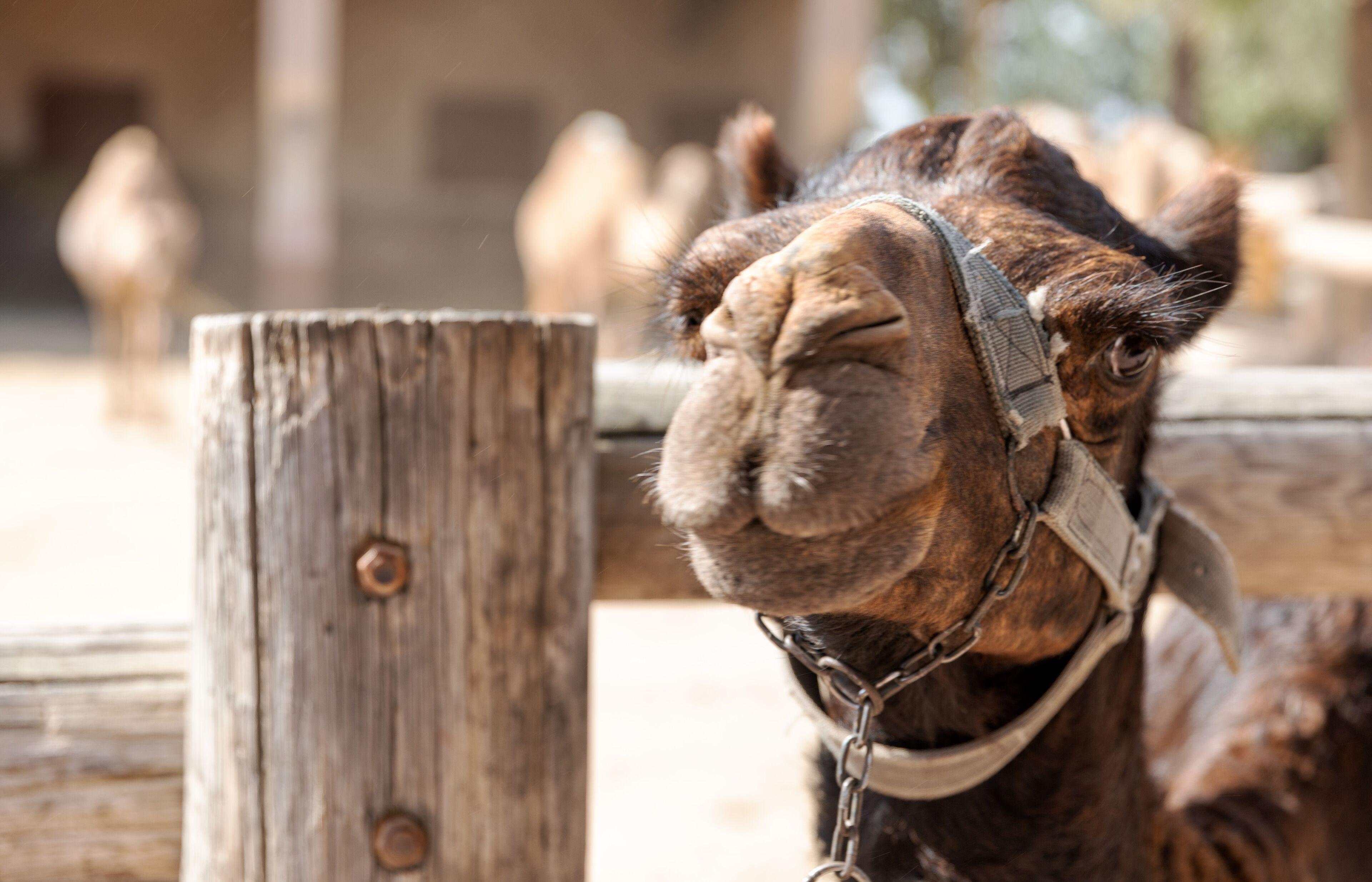 A camel with a harness, wooden fence, and other camels in the background.