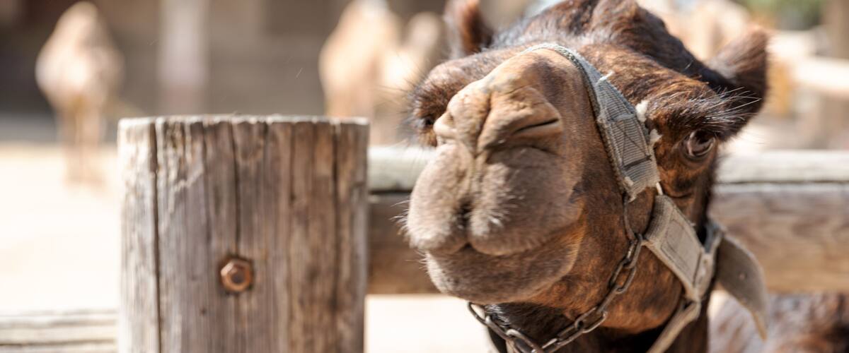 A camel with a harness, wooden fence, and other camels in the background.