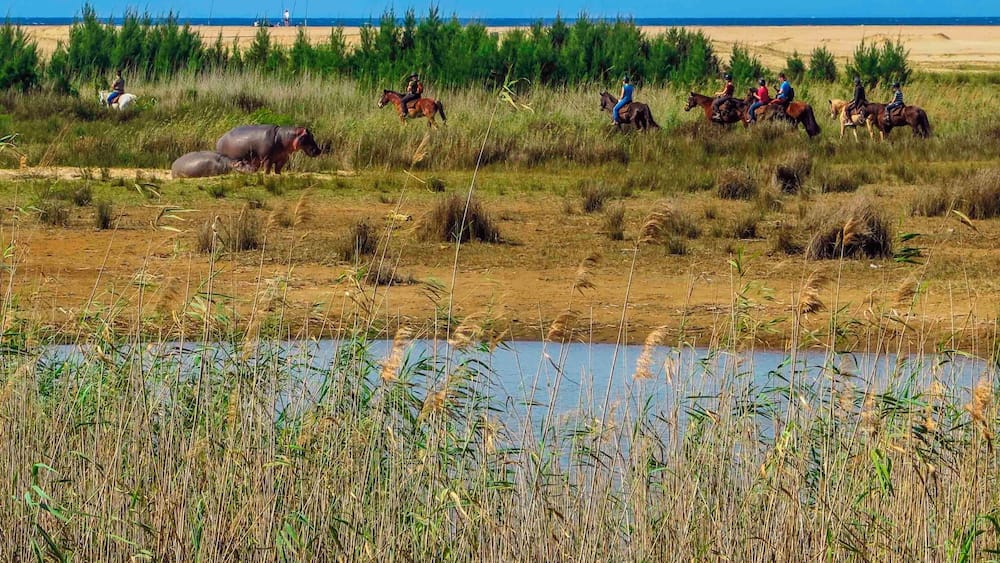 The warning sign we saw before we approached the beach was for a good reason. A trip to the beach during a #WeekendGetaway did not include sunbathing, but rather some wildlife spotting.