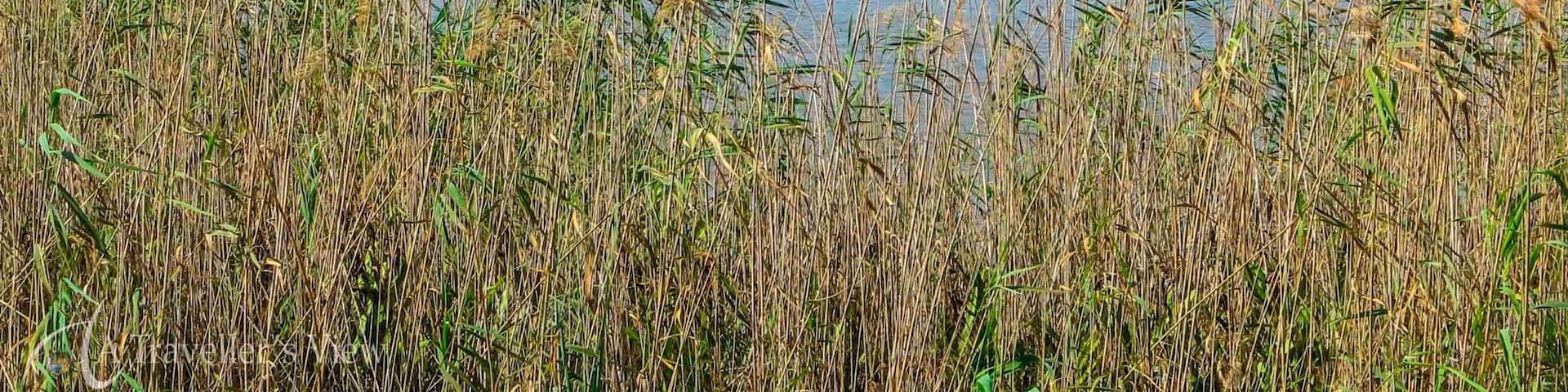 The warning sign we saw before we approached the beach was for a good reason. A trip to the beach during a #WeekendGetaway did not include sunbathing, but rather some wildlife spotting.