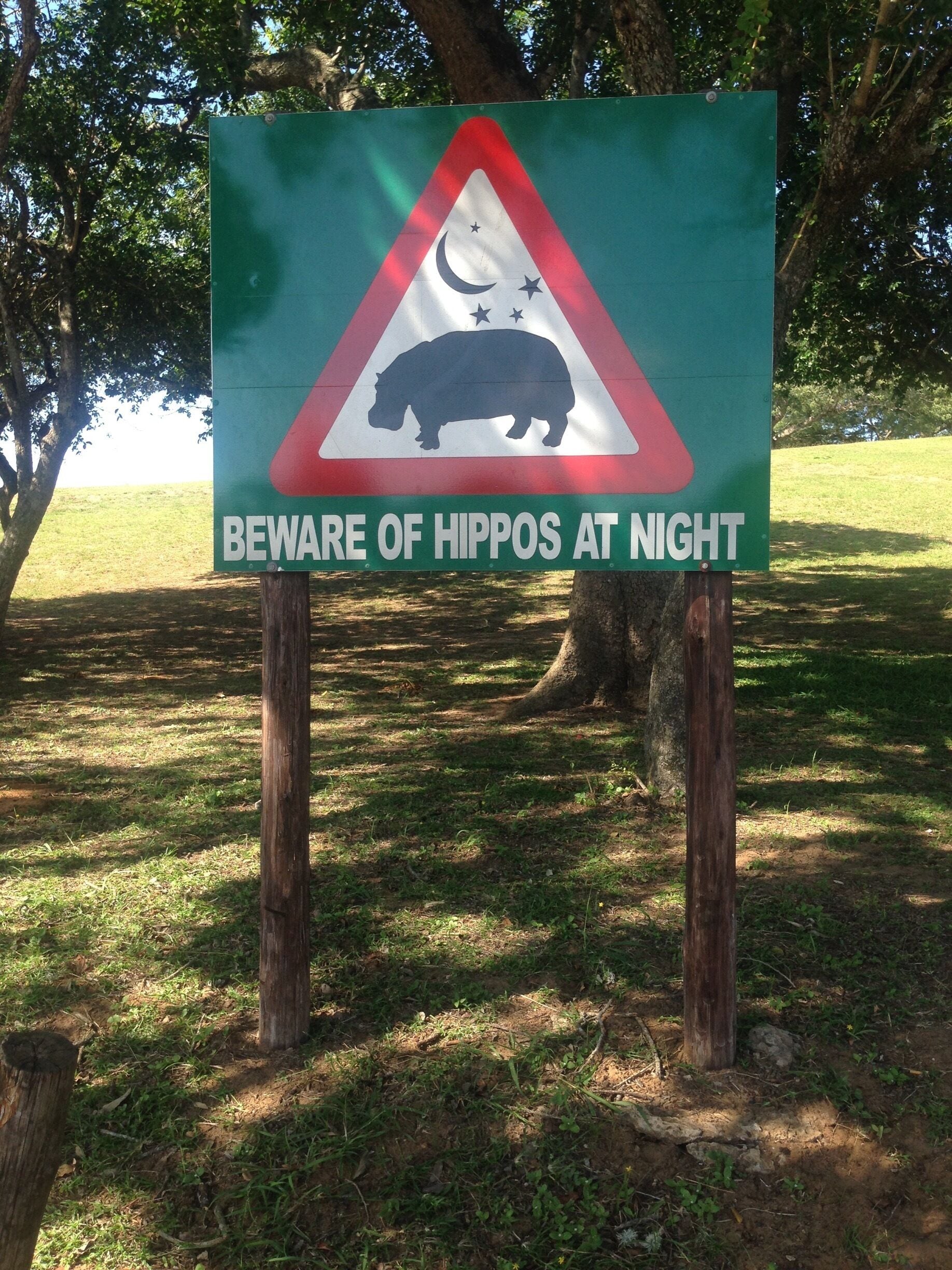 Don't stand between a hippo and water