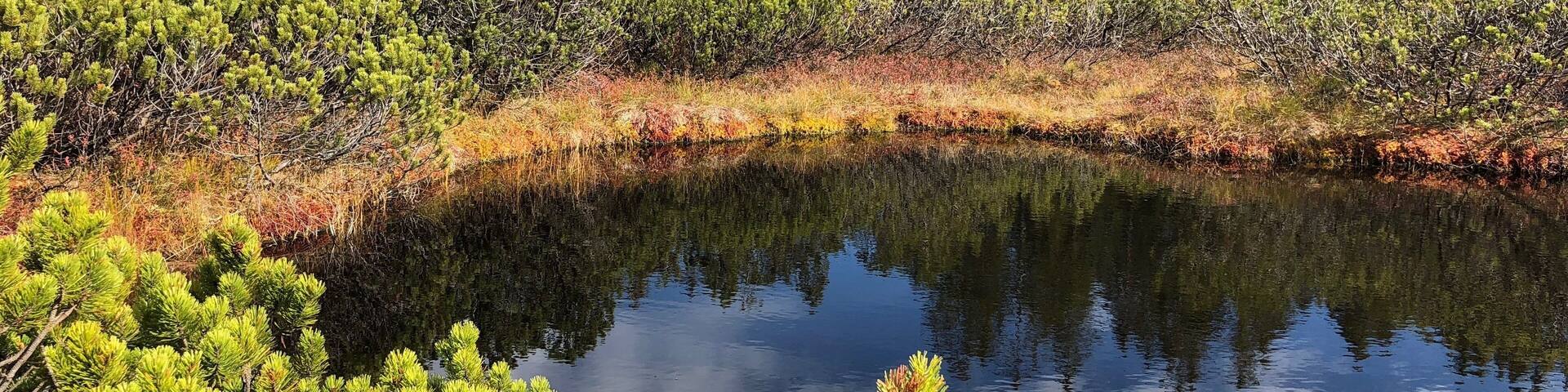 great piece of nature at Šumava